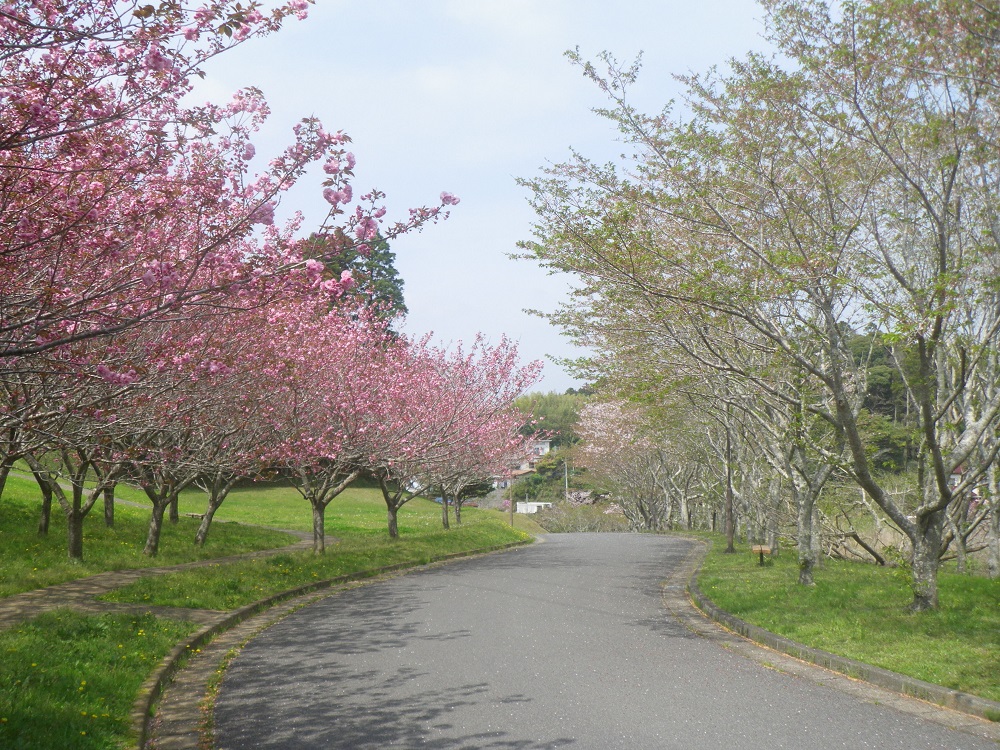 令和4年　天神山公園桜開花情報-4月13日　天神山公園桜1