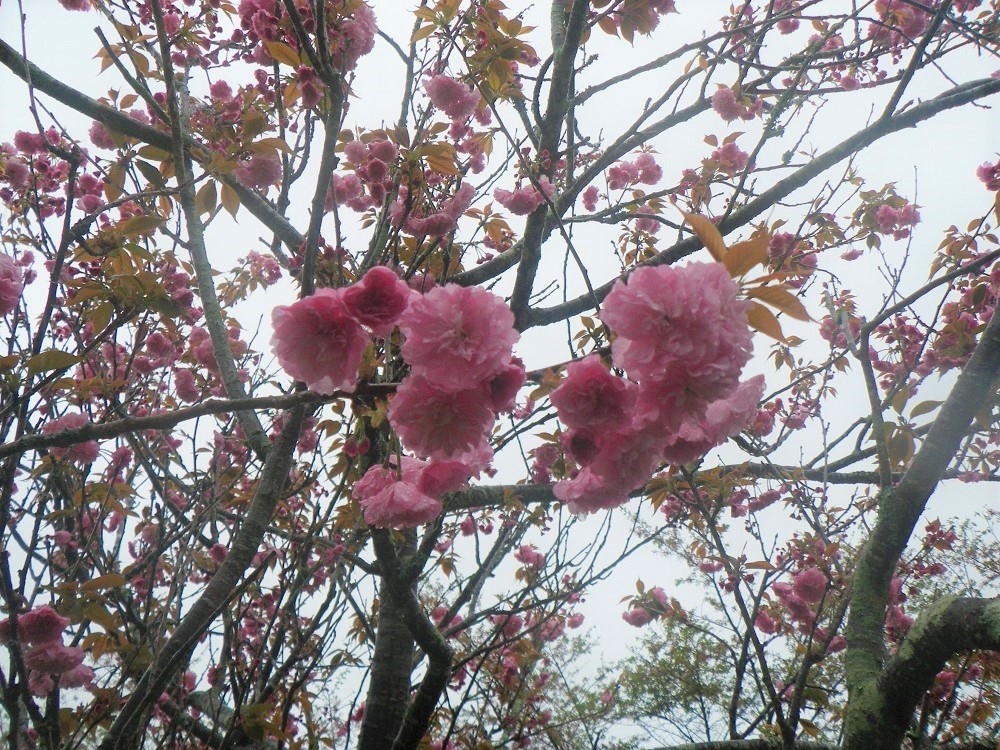 令和4年　天神山公園桜開花情報-4月15日　天神山公園桜2
