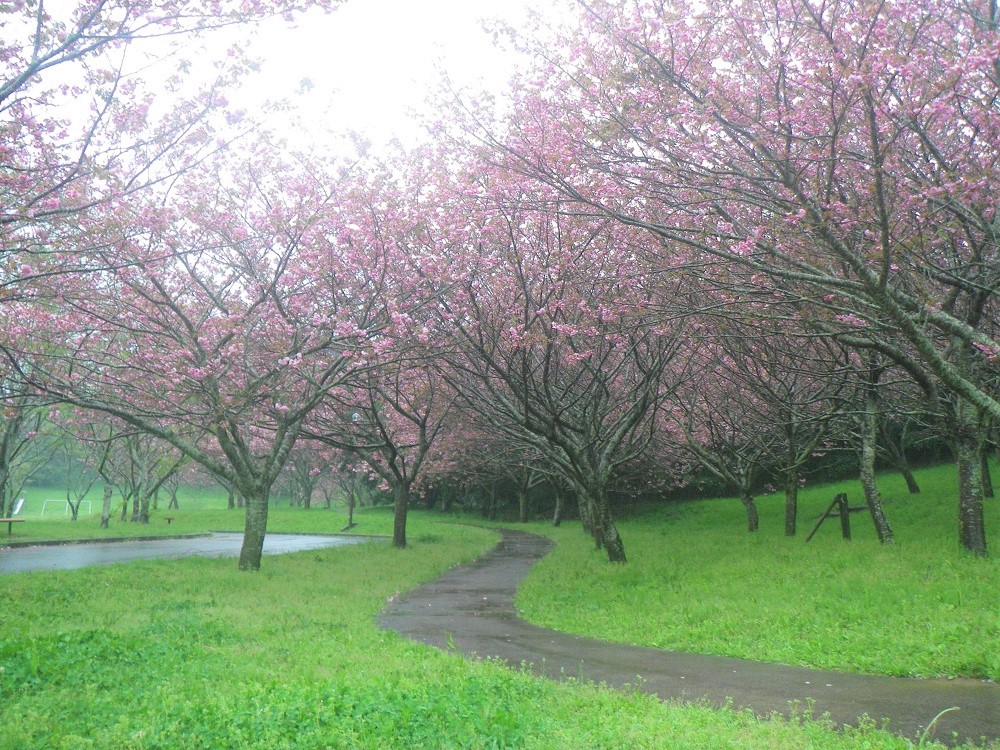 令和4年　天神山公園桜開花情報-4月15日　天神山桜1