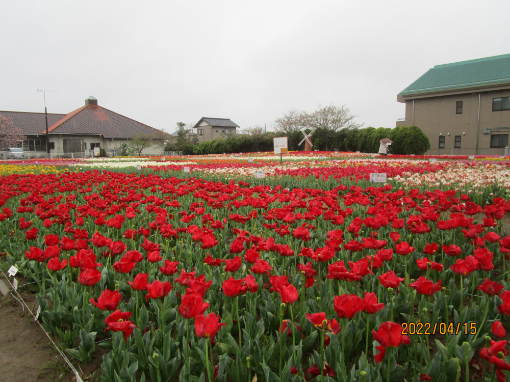 令和4年 のさか花の広場チューリップ開花情報-のさか花の広場　4月15日