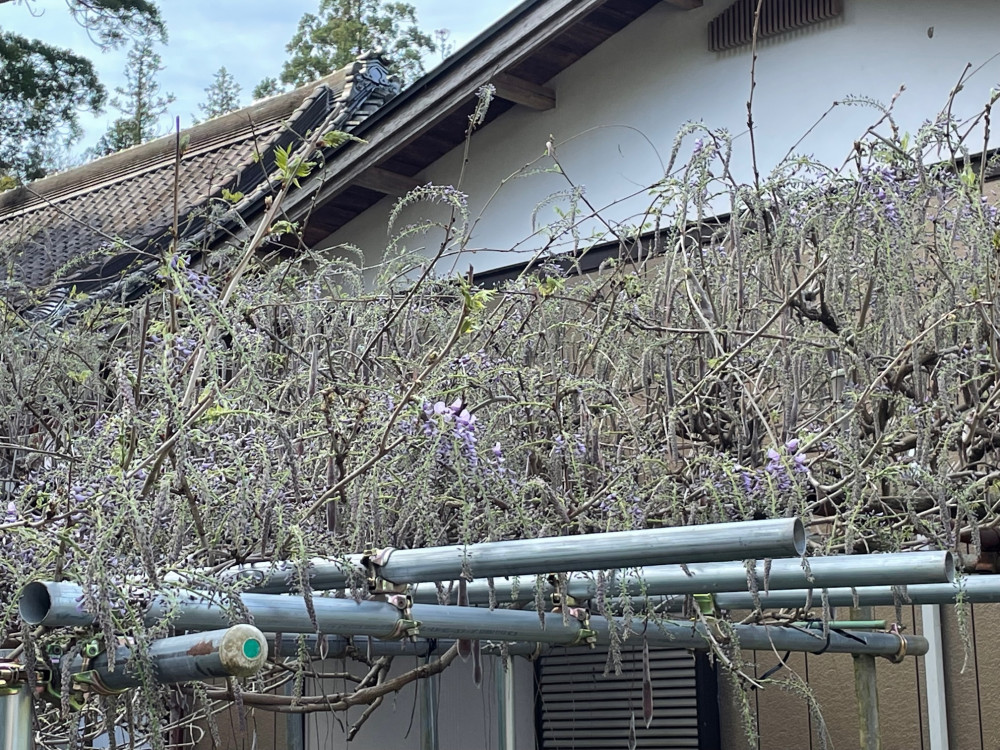 令和4年 木積龍頭寺大フジ開花状況-2