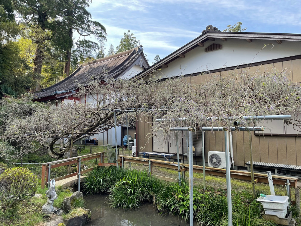 令和4年 木積龍頭寺大フジ開花状況-1