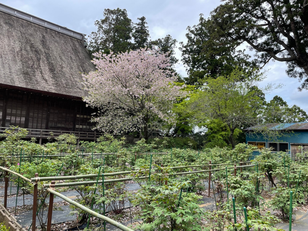 令和4年 飯高寺ボタン園開花状況-2