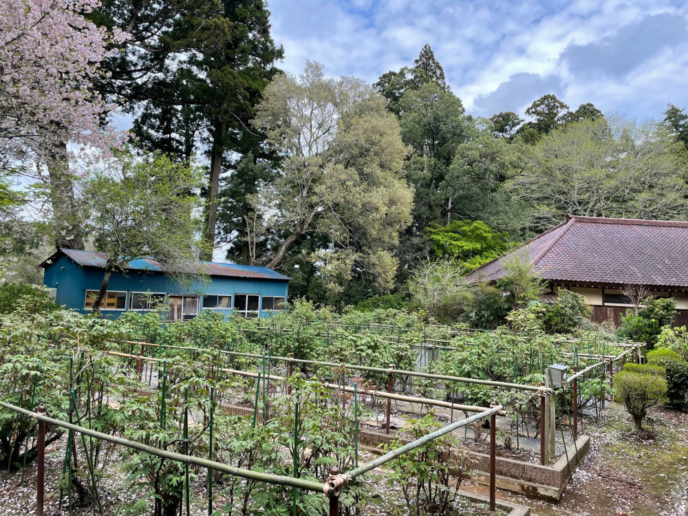 令和4年 飯高寺ボタン園開花状況-1