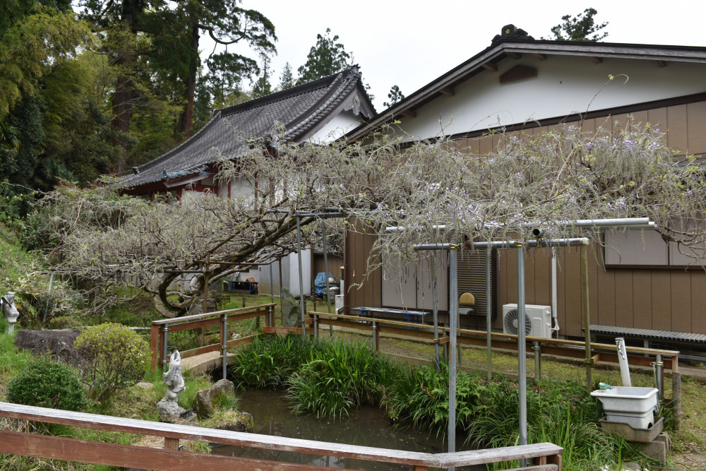 令和4年 木積龍頭寺大フジ開花状況-1