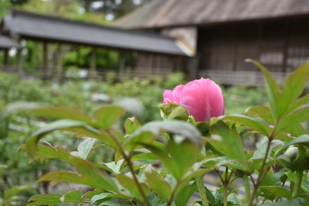 令和4年 飯高寺ボタン園開花状況-3