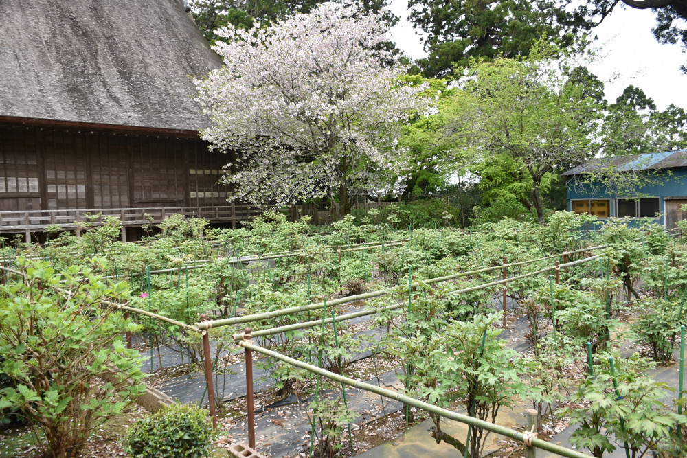 令和4年 飯高寺ボタン園開花状況-2