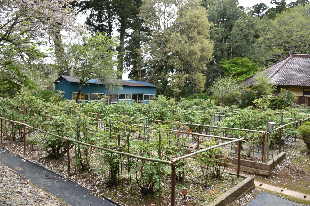 令和4年 飯高寺ボタン園開花状況-1