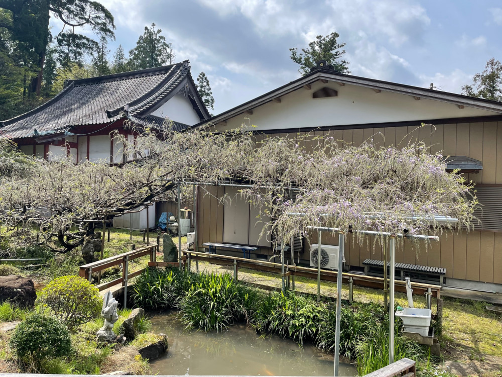 令和4年 木積龍頭寺大フジ開花状況-1