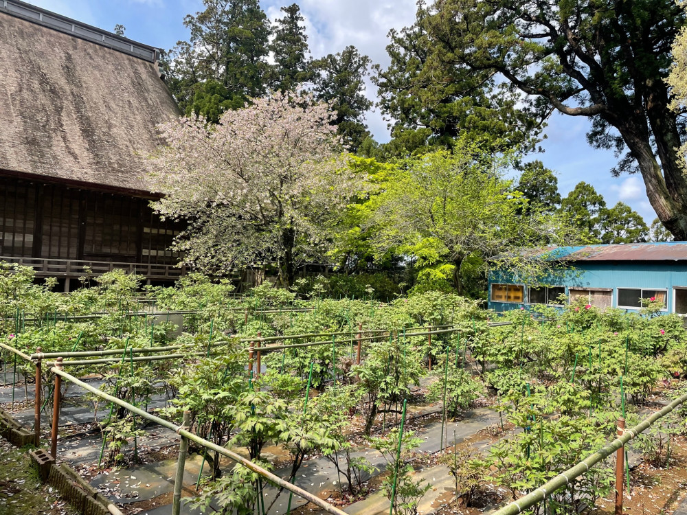 令和4年 飯高寺ボタン園開花状況-2