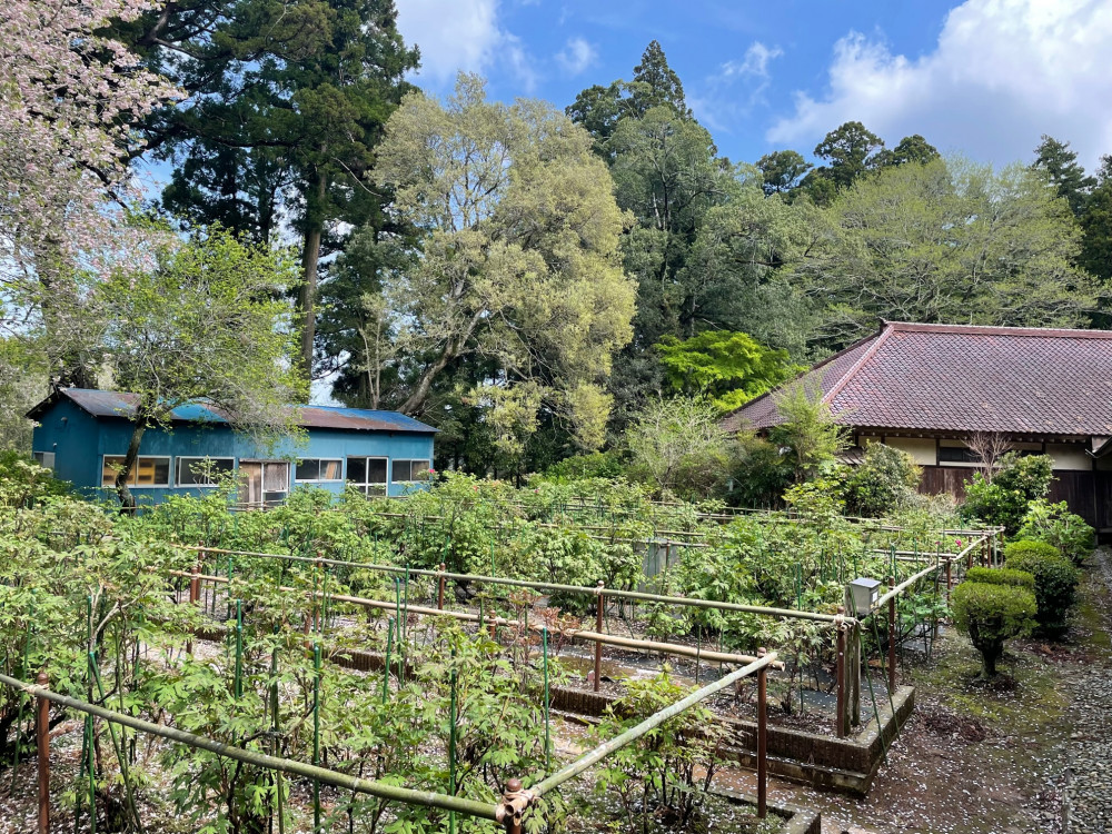 令和4年 飯高寺ボタン園開花状況-1