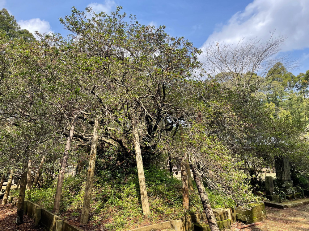 令和4年度 圓實寺の大ツツジ開花状況-2