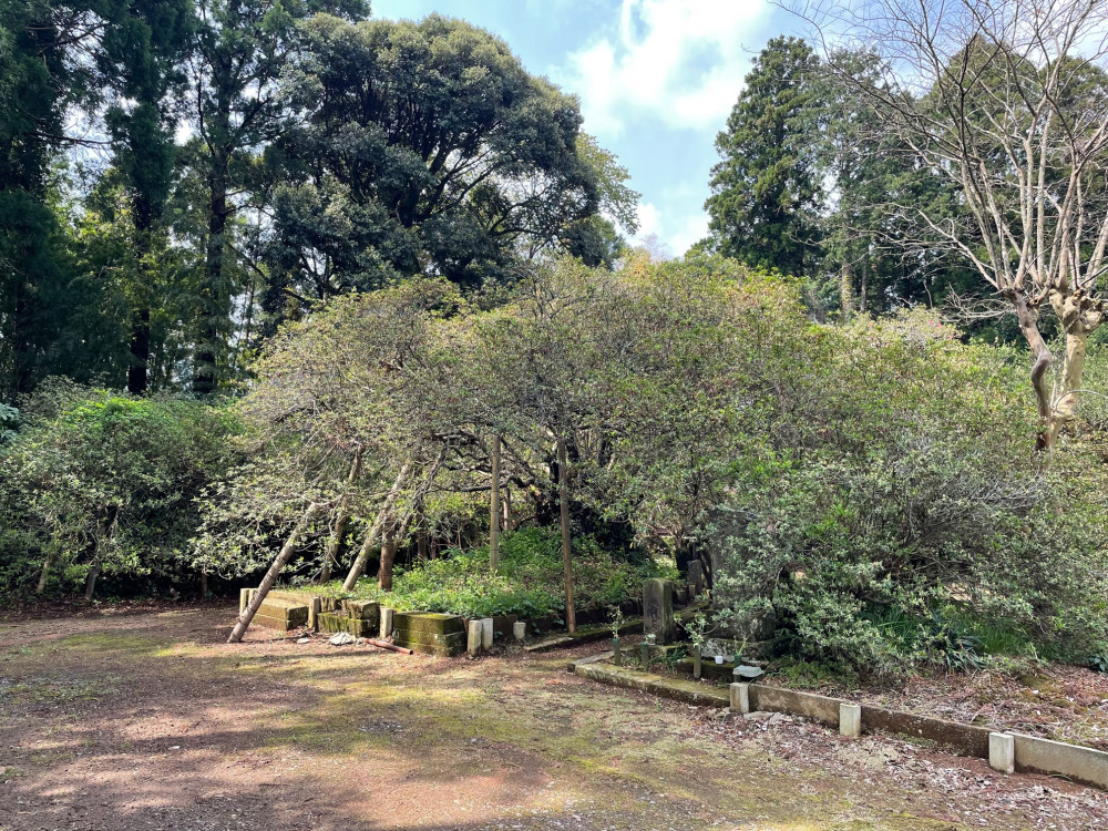 令和4年度 圓實寺の大ツツジ開花状況-1