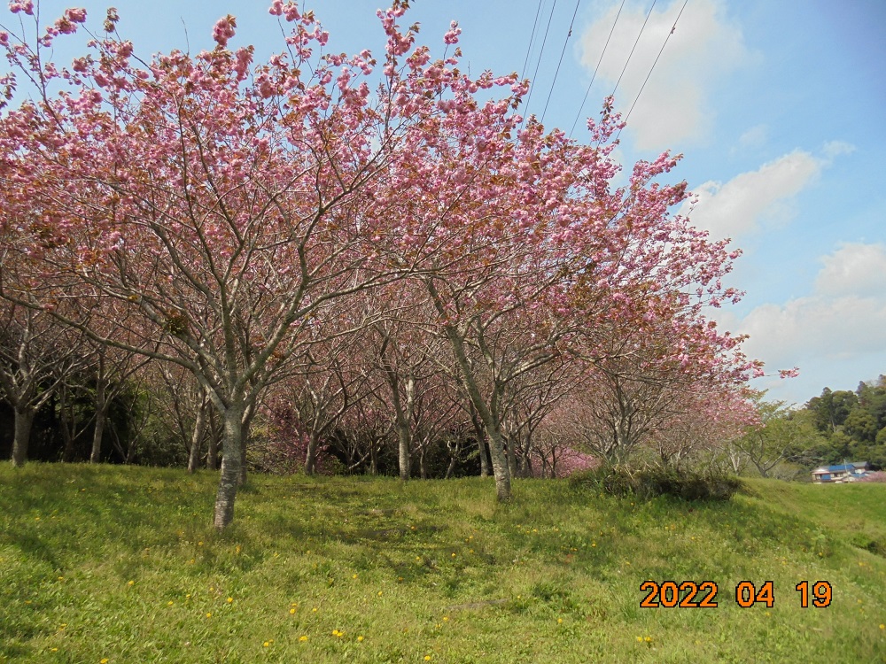 令和4年　天神山公園桜開花情報-4月19日　天神山公園桜2