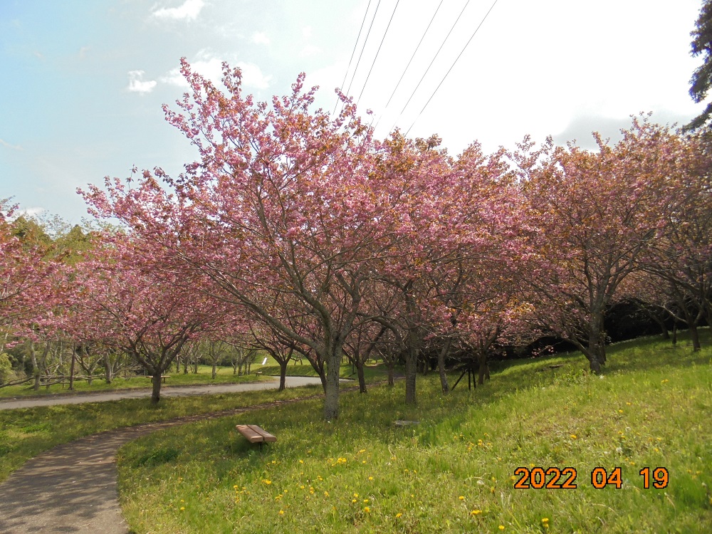 令和4年　天神山公園桜開花情報-4月19日　天神山公園桜1