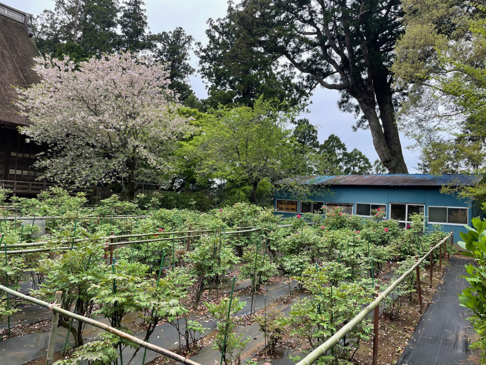 令和4年 飯高寺ボタン園開花状況-2