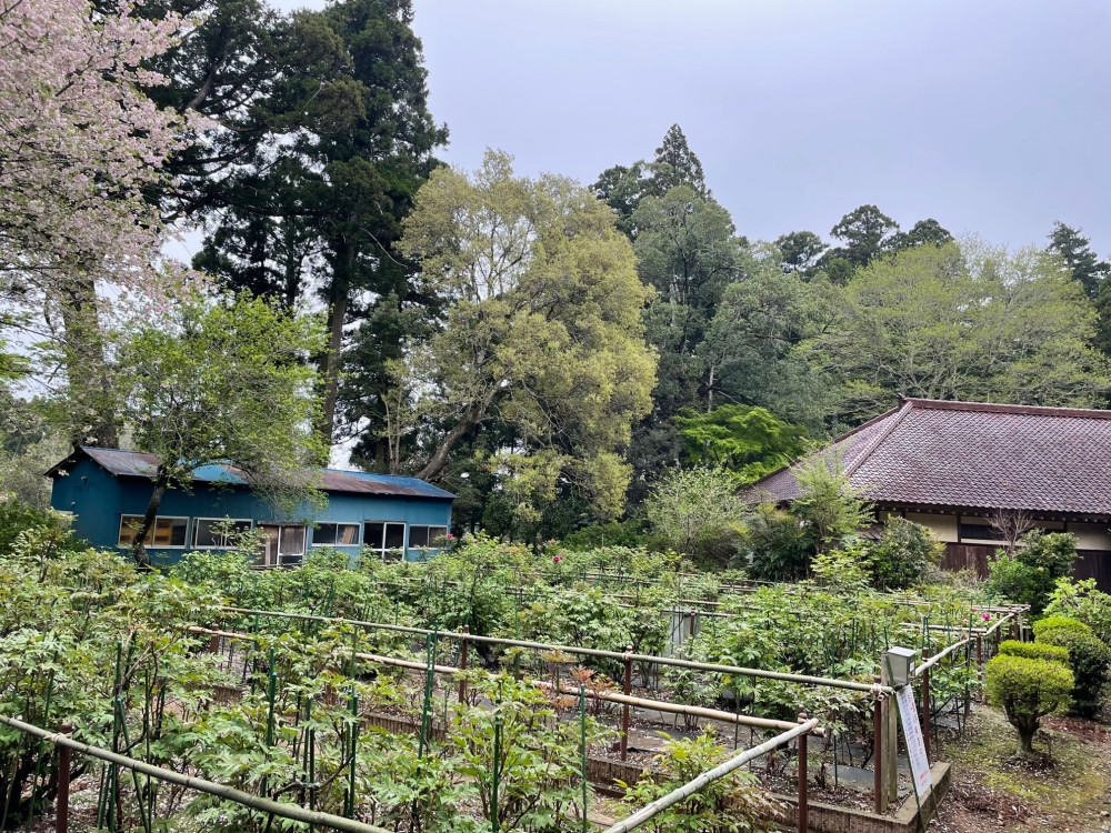 令和4年 飯高寺ボタン園開花状況-1