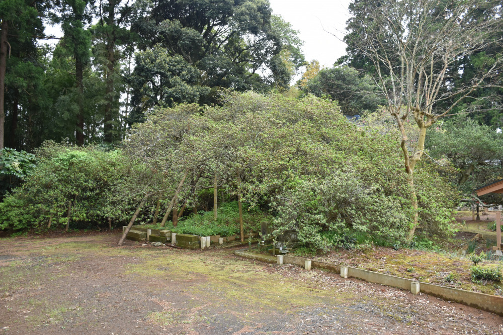 令和4年度 圓實寺の大ツツジ開花状況-つつじ