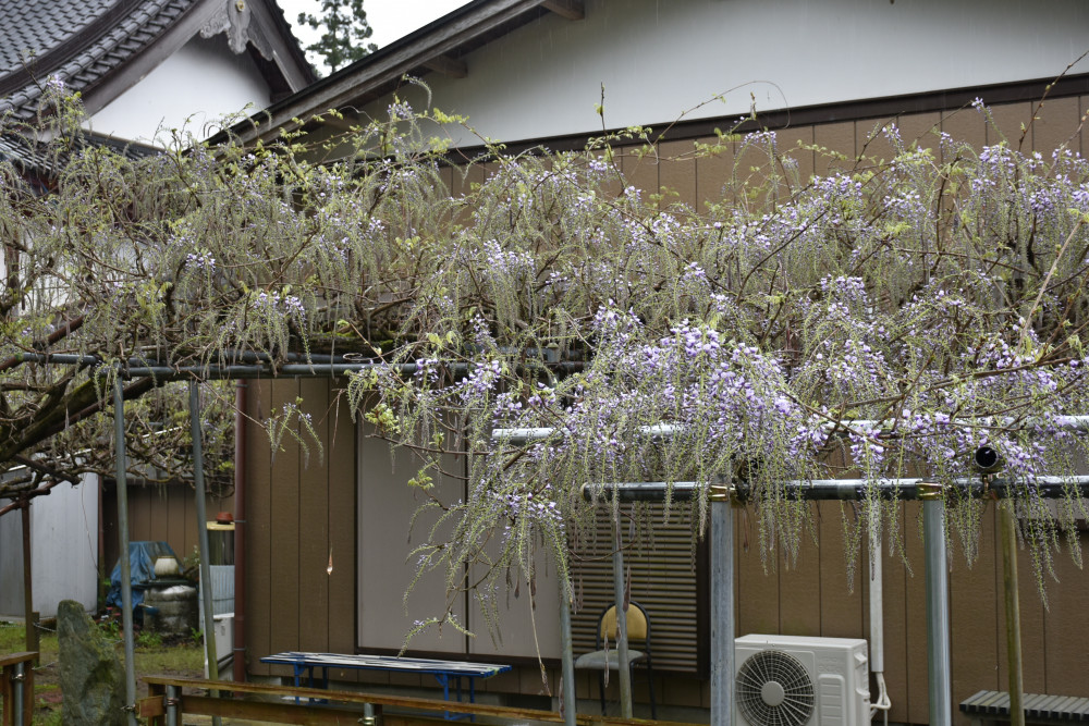 令和4年 木積龍頭寺大フジ開花状況-ふじ２