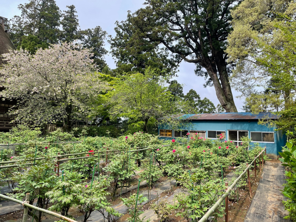 令和4年 飯高寺ボタン園開花状況-2