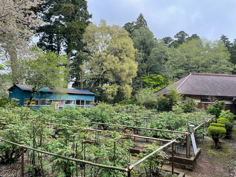 令和4年 飯高寺ボタン園開花状況-1