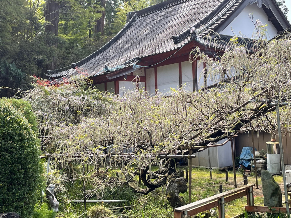 令和4年 木積龍頭寺大フジ開花状況-2