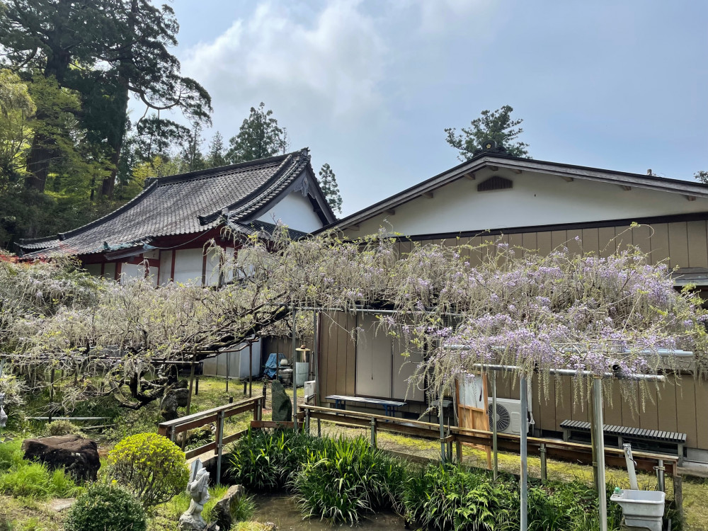 令和4年 木積龍頭寺大フジ開花状況-1