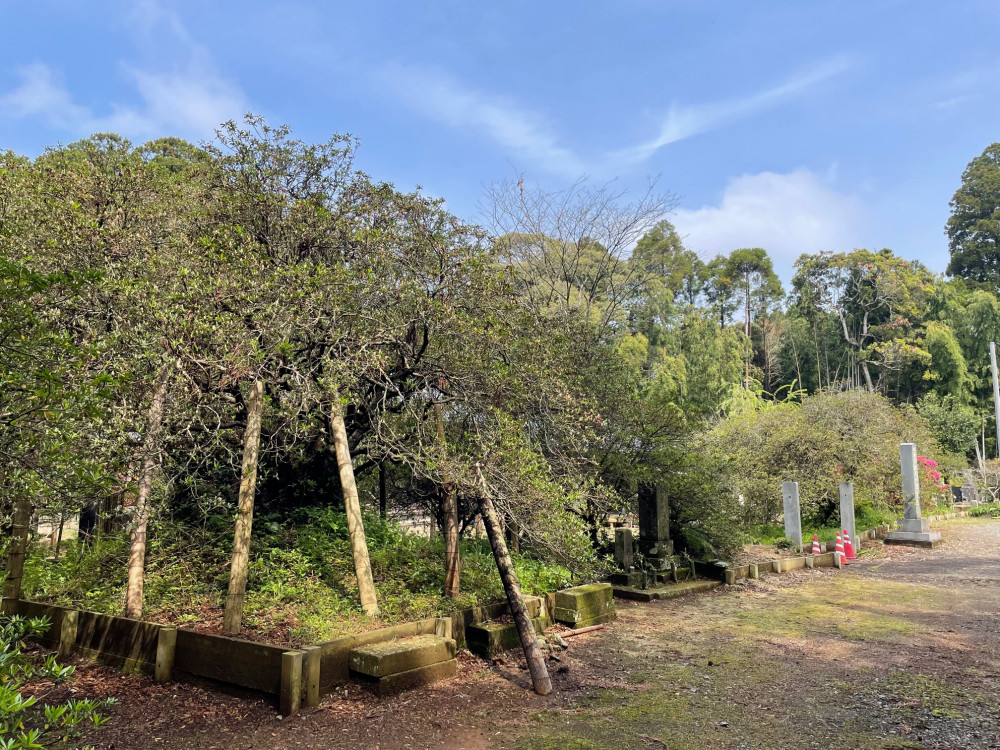 令和4年度 圓實寺の大ツツジ開花状況-2