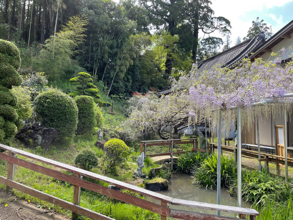 令和4年 木積龍頭寺大フジ開花状況-2