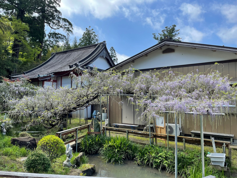 令和4年 木積龍頭寺大フジ開花状況-1