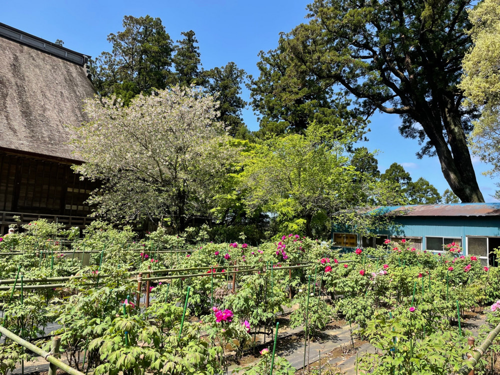 令和4年 飯高寺ボタン園開花状況-2