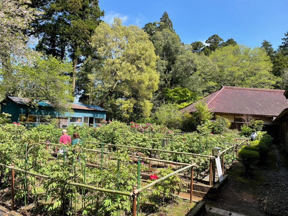 令和4年 飯高寺ボタン園開花状況-1