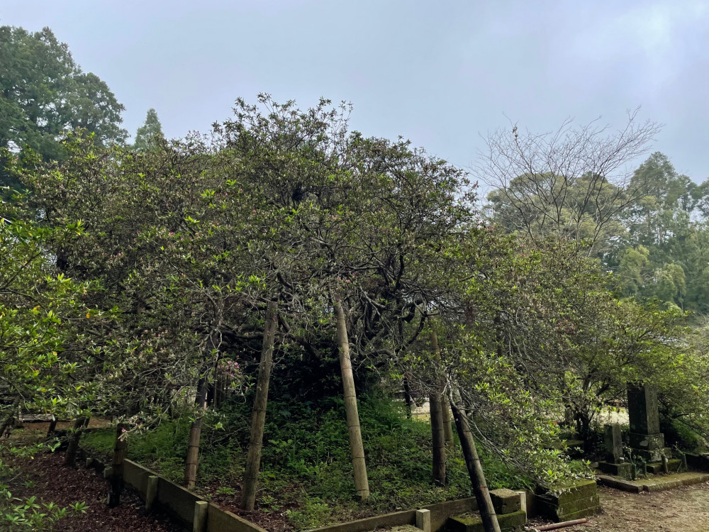 令和4年度 圓實寺の大ツツジ開花状況-2