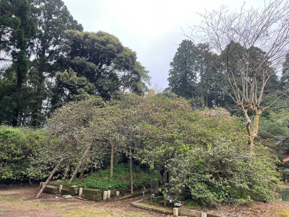 令和4年度 圓實寺の大ツツジ開花状況-1