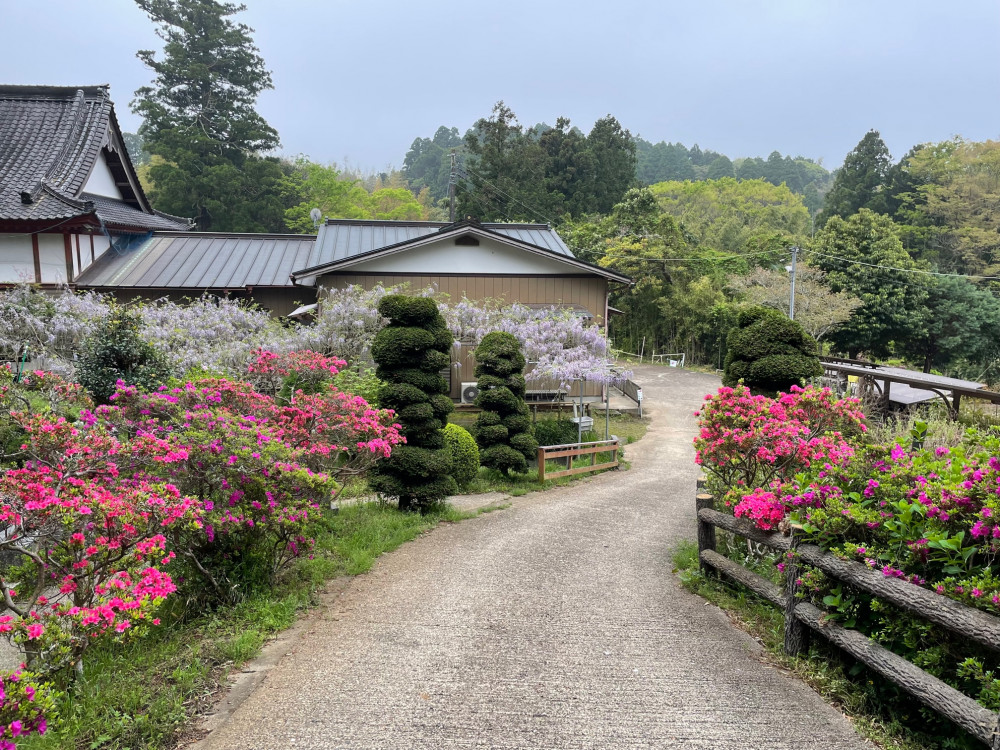 令和4年 木積龍頭寺大フジ開花状況-2