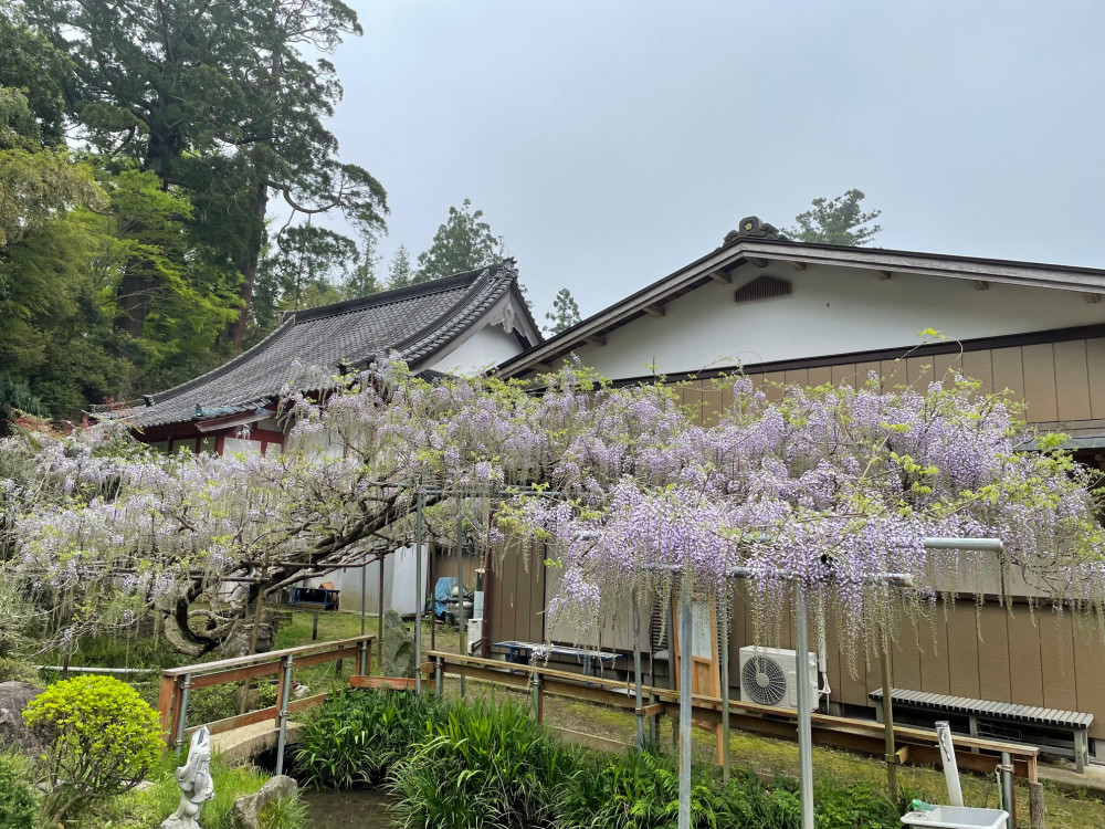 令和4年 木積龍頭寺大フジ開花状況-1