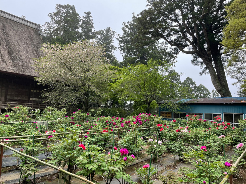 令和4年 飯高寺ボタン園開花状況-2