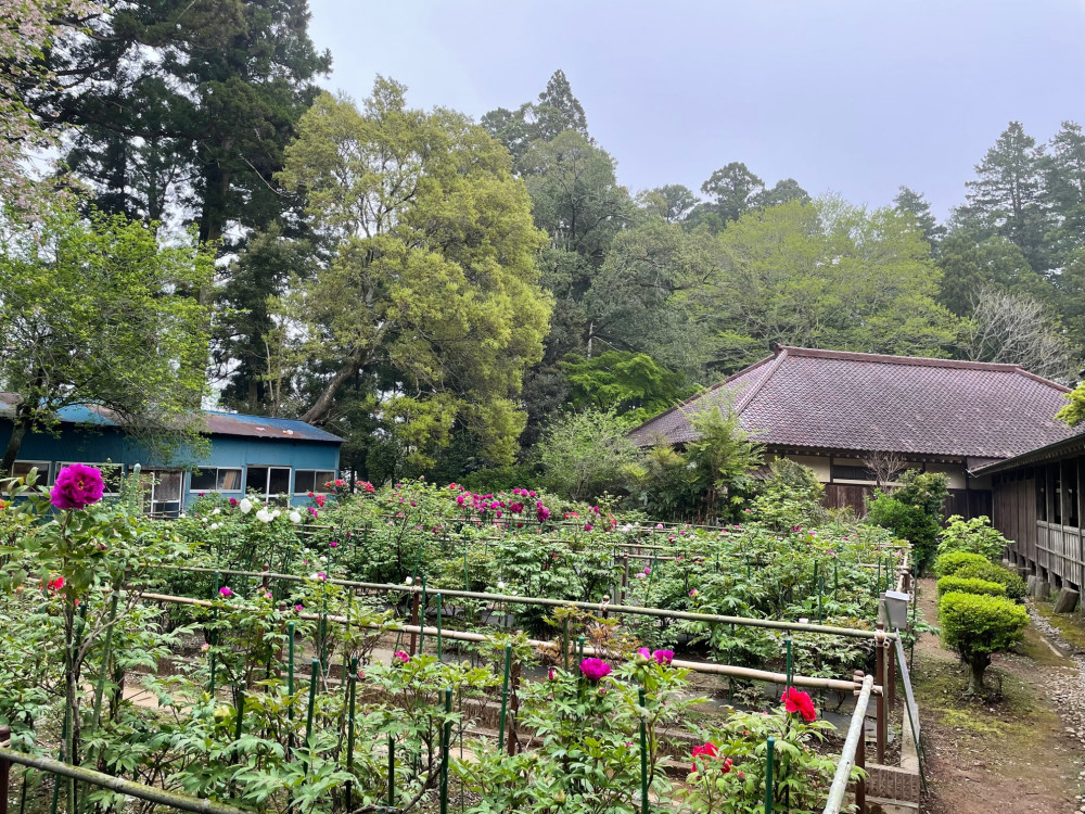 令和4年 飯高寺ボタン園開花状況-1