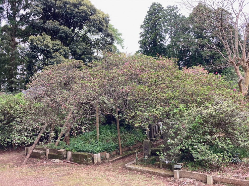 令和4年度 圓實寺の大ツツジ開花状況-ツツジ1