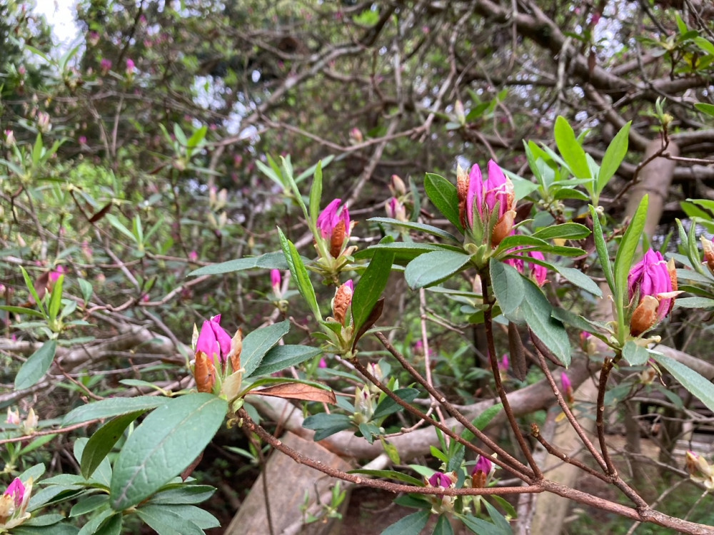 令和4年度 圓實寺の大ツツジ開花状況-ツツジ2