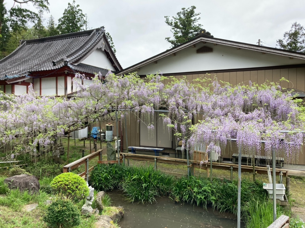 令和4年 木積龍頭寺大フジ開花状況-フジ1