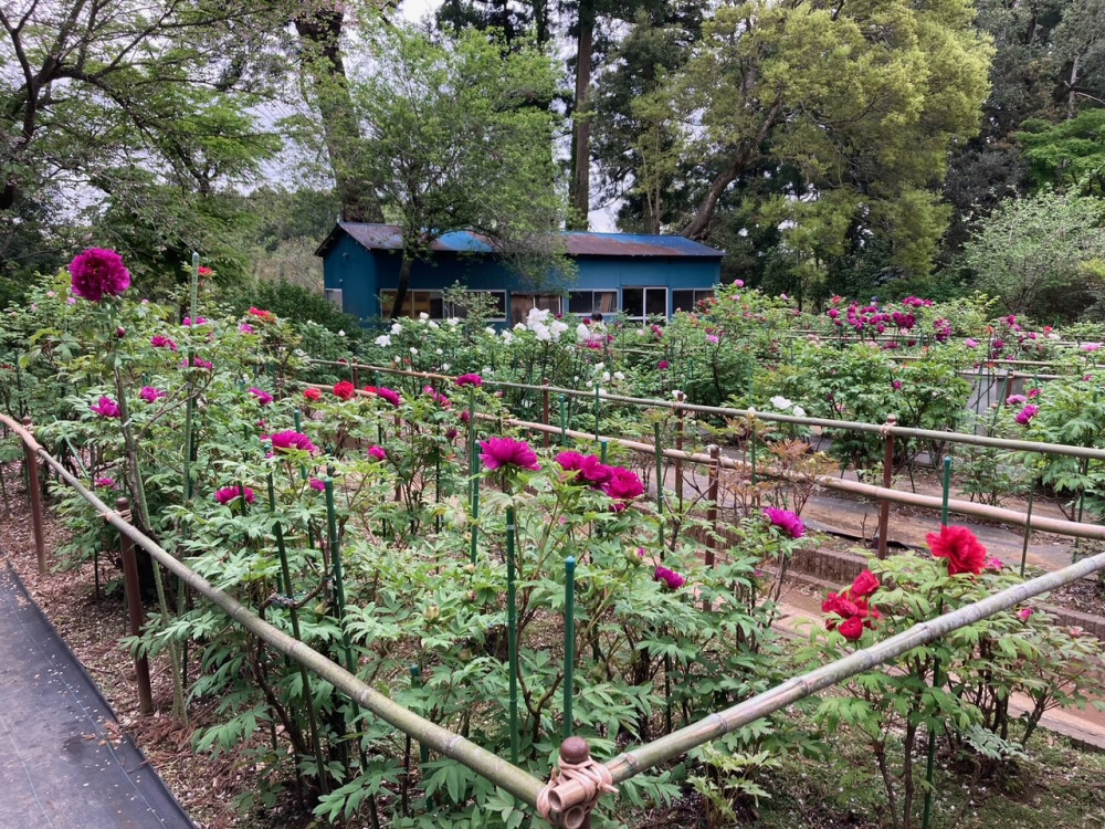 令和4年 飯高寺ボタン園開花状況-ボタン1