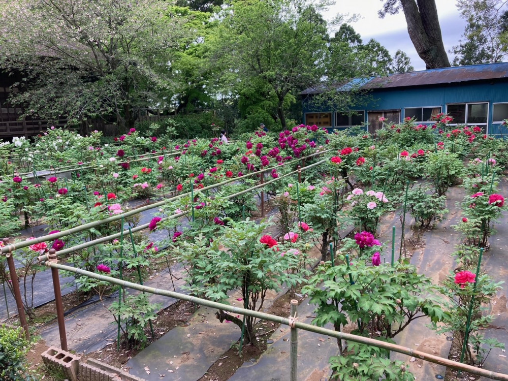 令和4年 飯高寺ボタン園開花状況-ボタン2