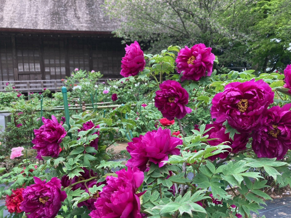 令和4年 飯高寺ボタン園開花状況-ボタン3