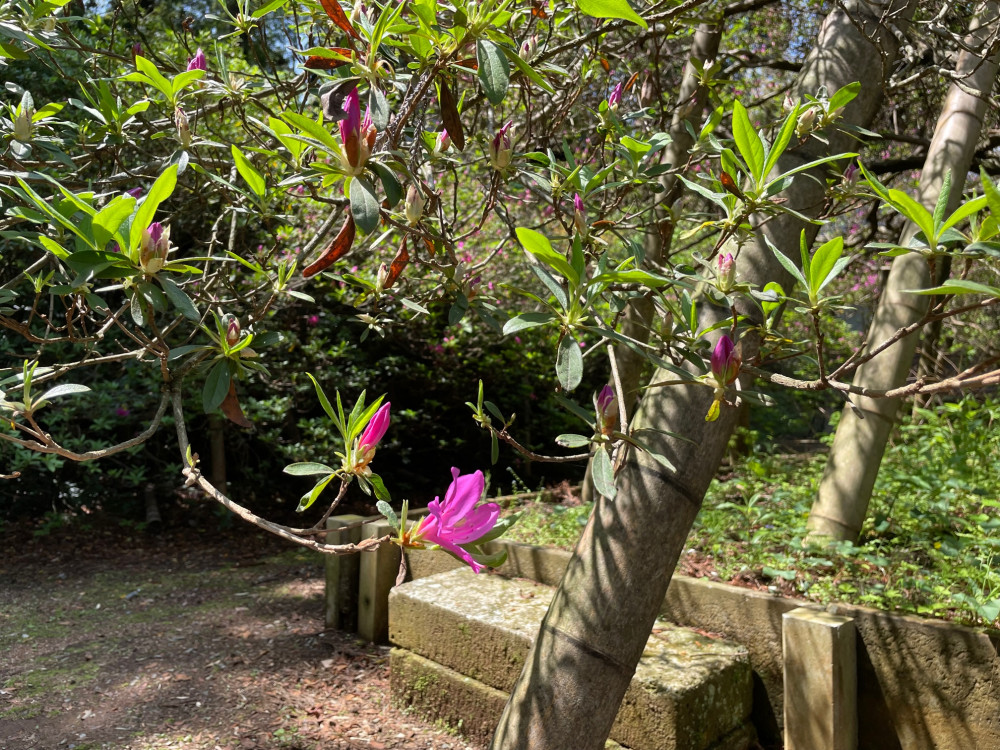 令和4年度 圓實寺の大ツツジ開花状況-3