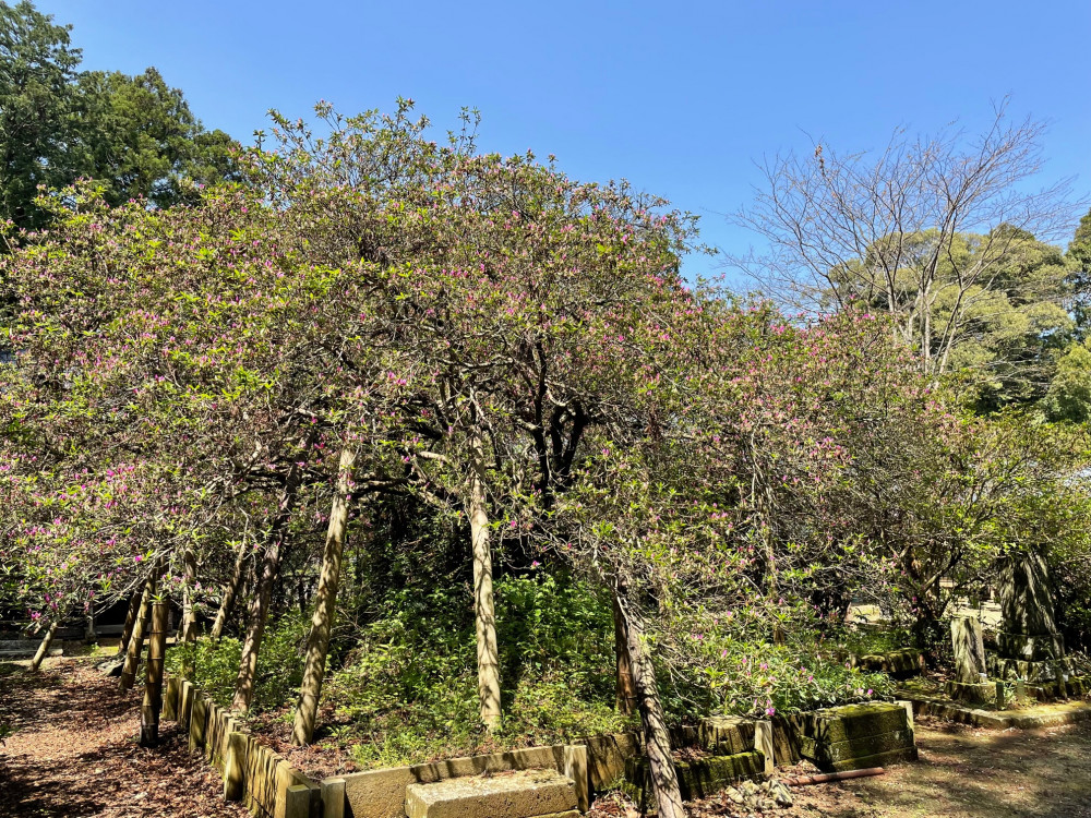 令和4年度 圓實寺の大ツツジ開花状況-2