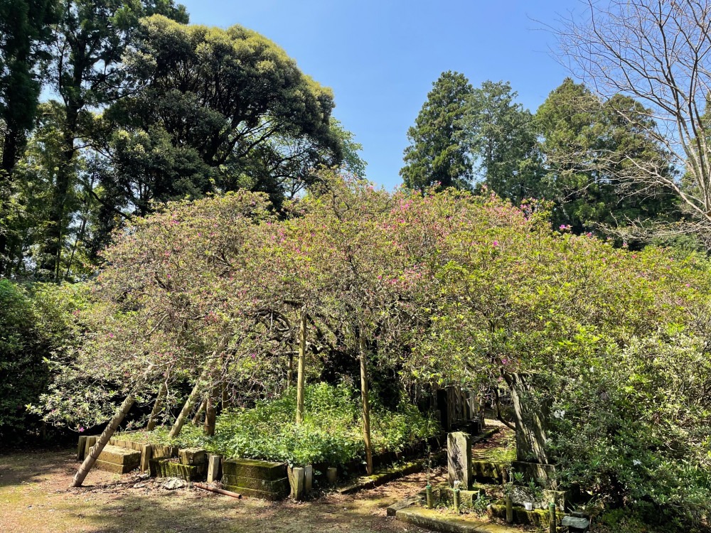 令和4年度 圓實寺の大ツツジ開花状況-1