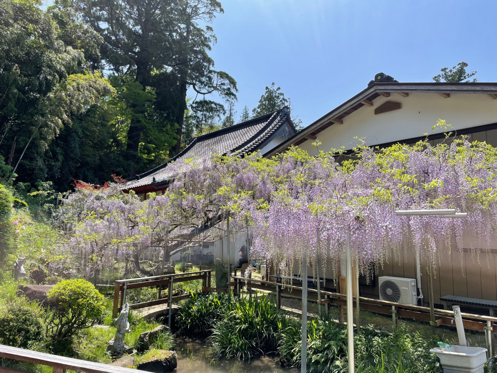 令和4年 木積龍頭寺大フジ開花状況-1