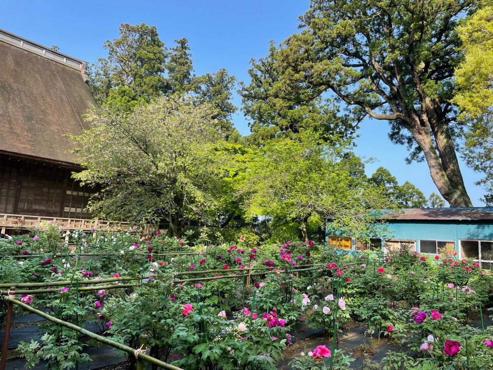 令和4年 飯高寺ボタン園開花状況-2