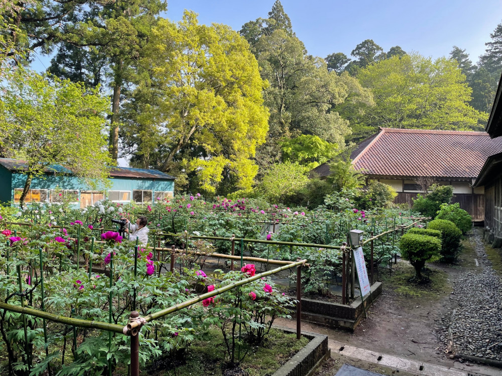 令和4年 飯高寺ボタン園開花状況-1